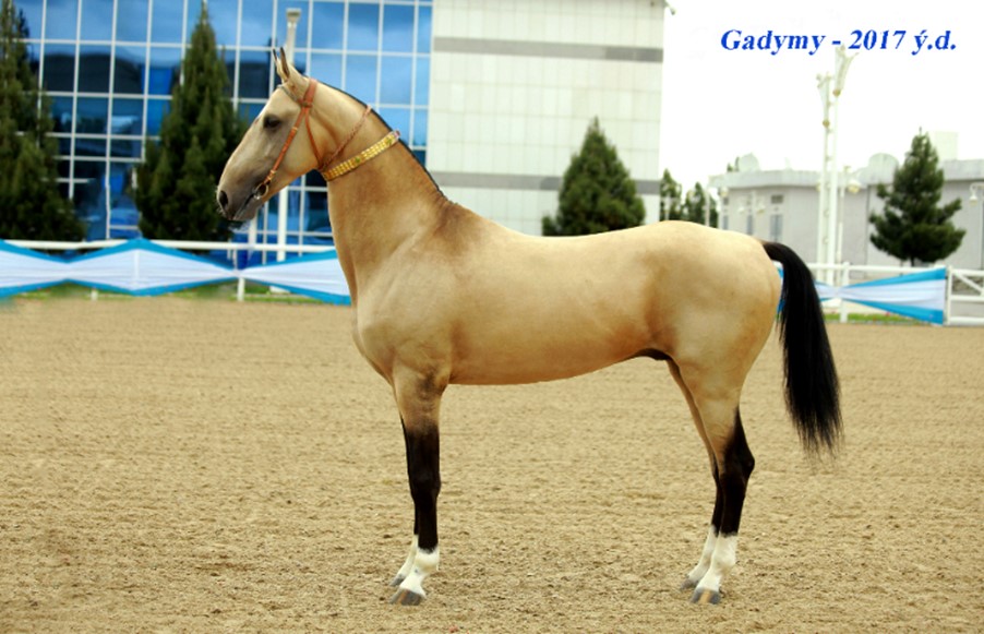 GADYMY – ÝYLYŇ IŇ OWADAN AHALTEKE BEDEWI